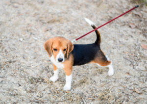 puppy-on-leash